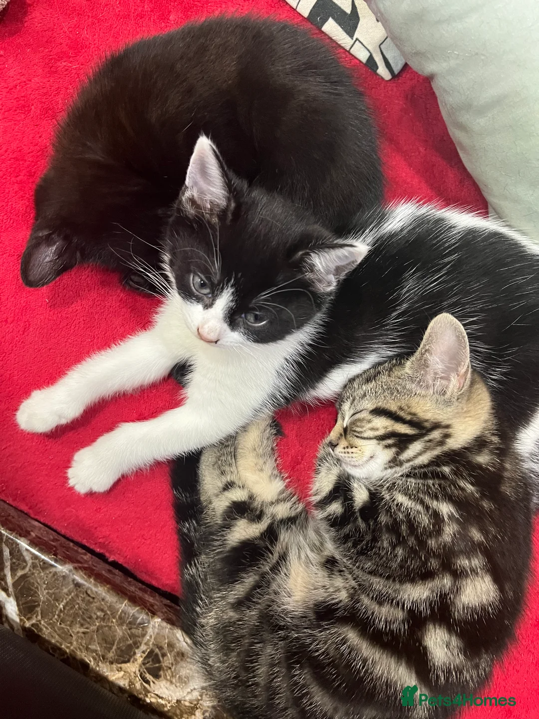 Mixed Breed cats for sale: 2 month old kittens ready for their forever homes  - Advert 4
