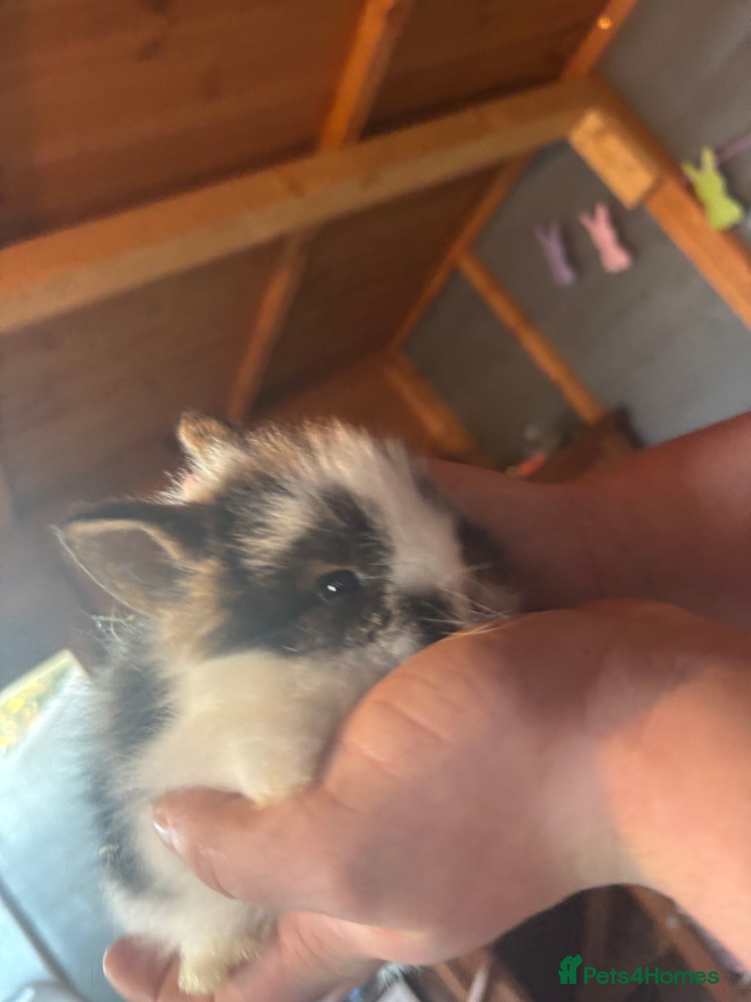 Lionhead rabbits for sale: Lion head bunnies available 🐰 - Advert 23