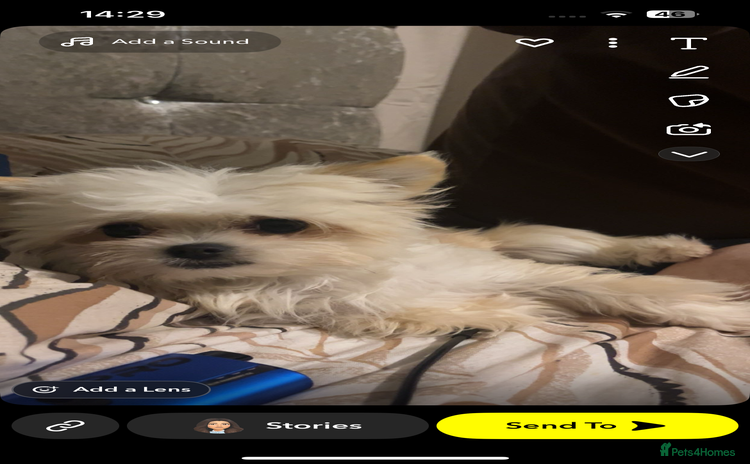 Malshi dogs - Advert 1