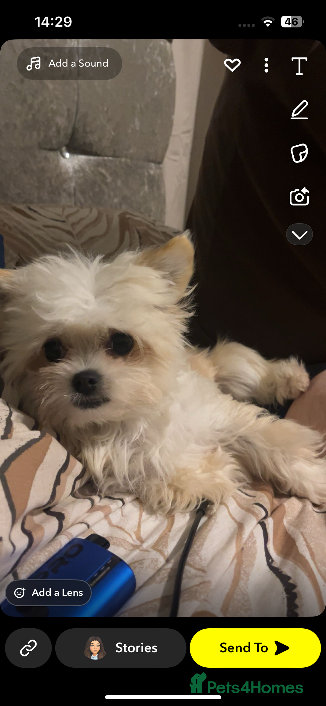 Malshi dogs for sale: Phoebe  - Image 1