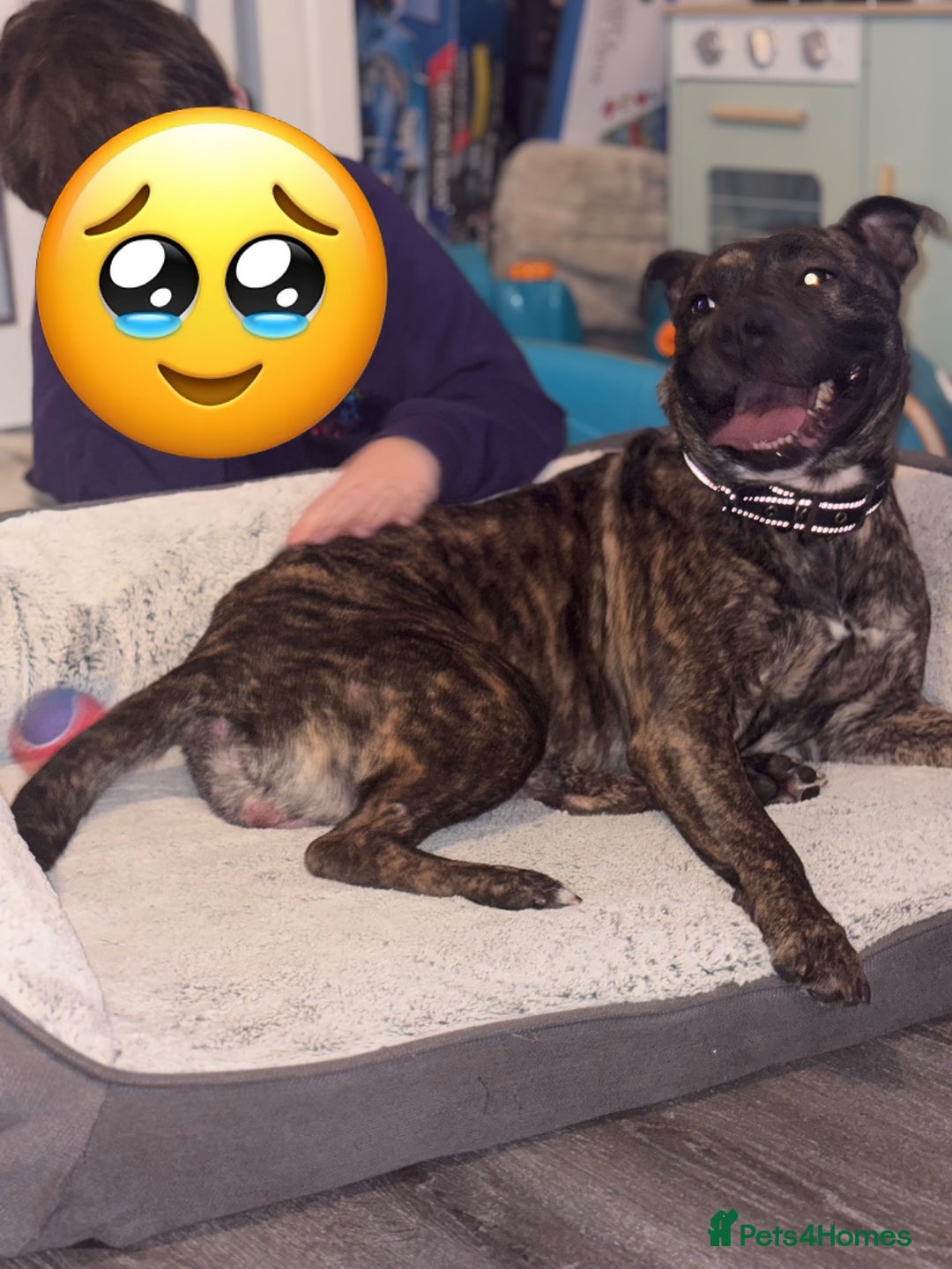 Mixed Breed dogs for sale: Female staffy cross  - Advert 2