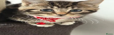 Tiggy