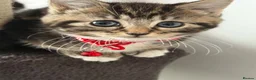 Ragcoon cats for sale: Mainecoon ragdolls  - Advert 23