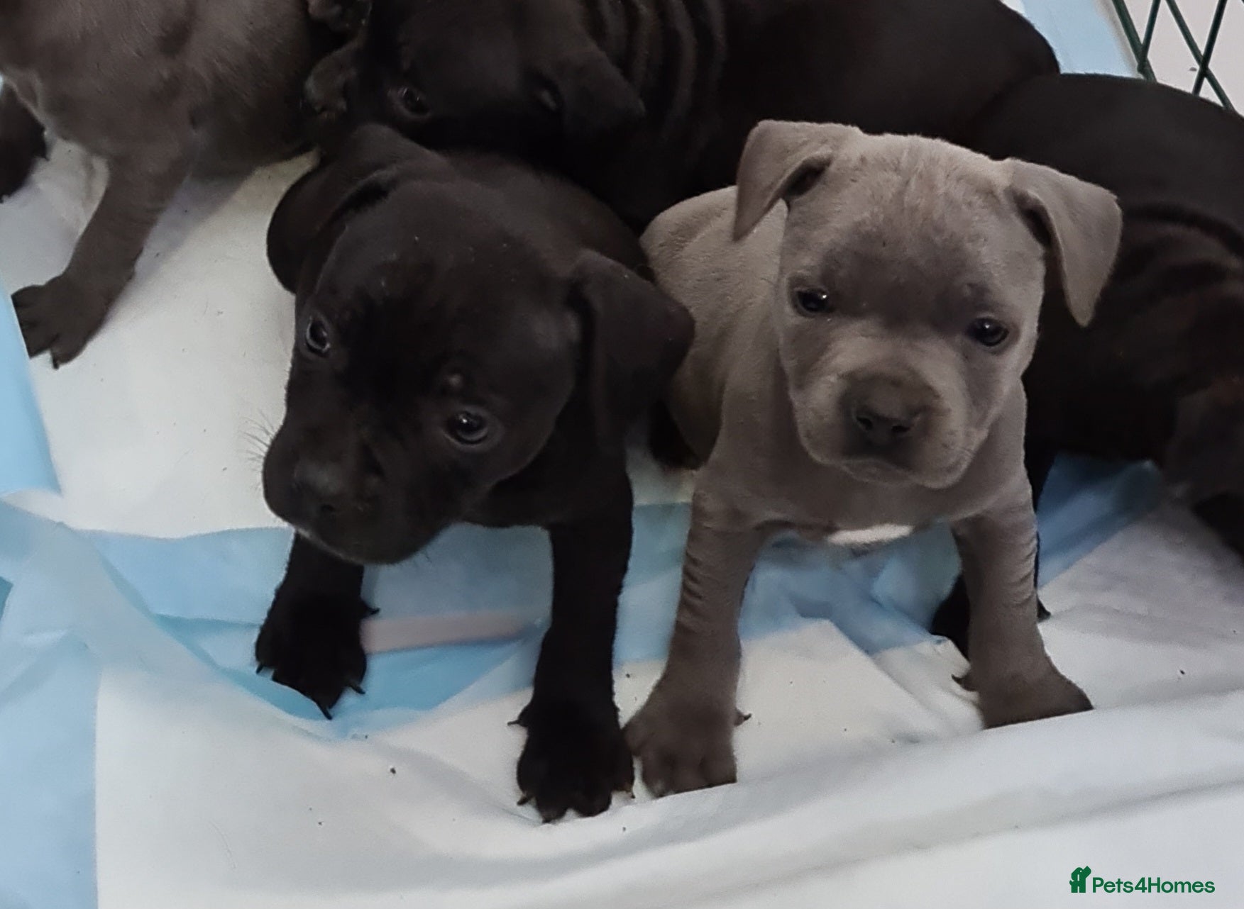 Staffordshire Bull Terrier dogs Adorable Black and blue kc staffy puppys  - Advert 6