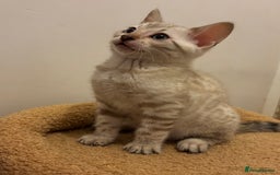 Bengal cats for sale: Snow and Brown boy TICA bengal kittens  - Image 24