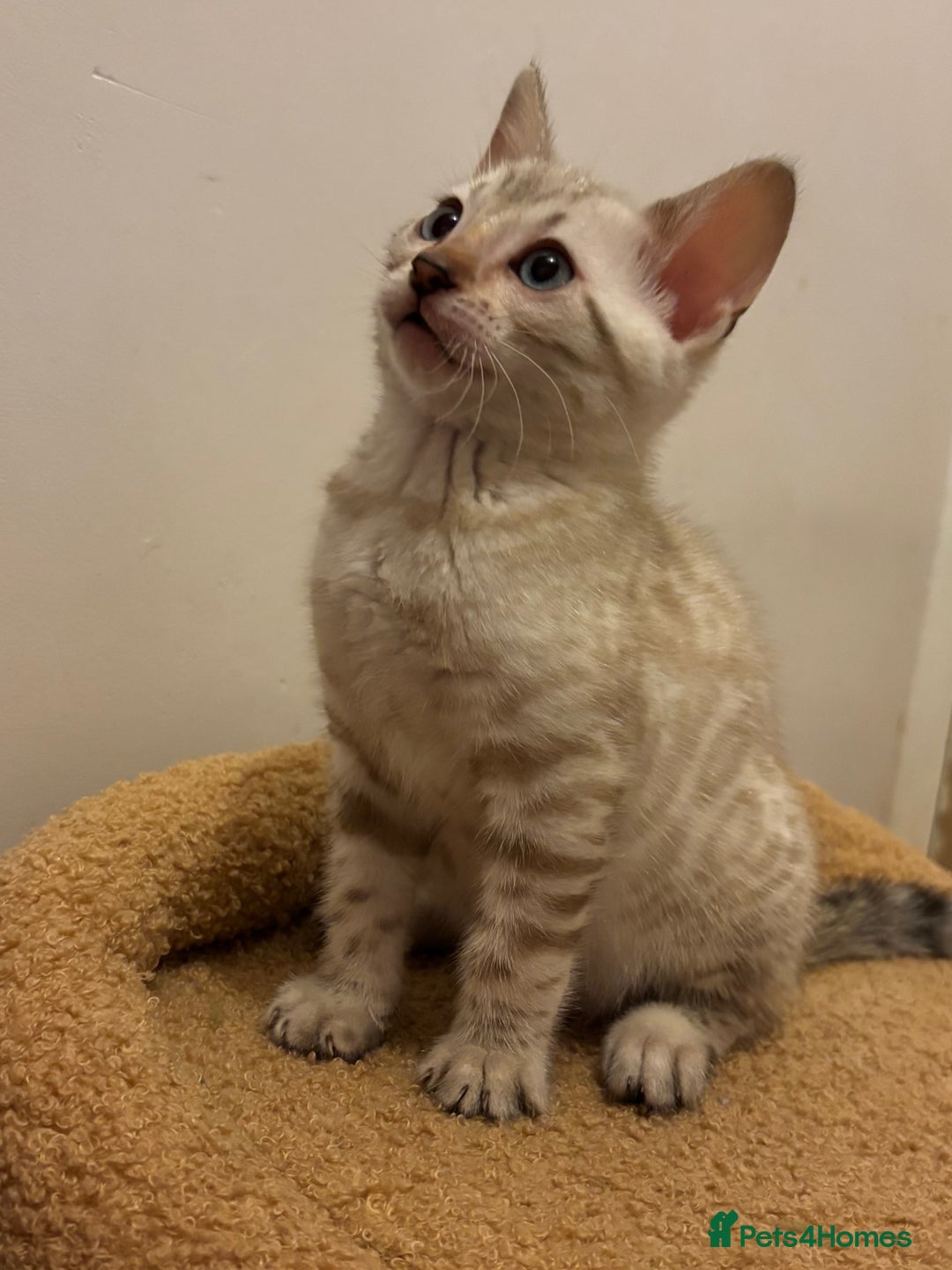 Bengal cats for sale: Snow and Brown boy TICA bengal kittens  - Image 24