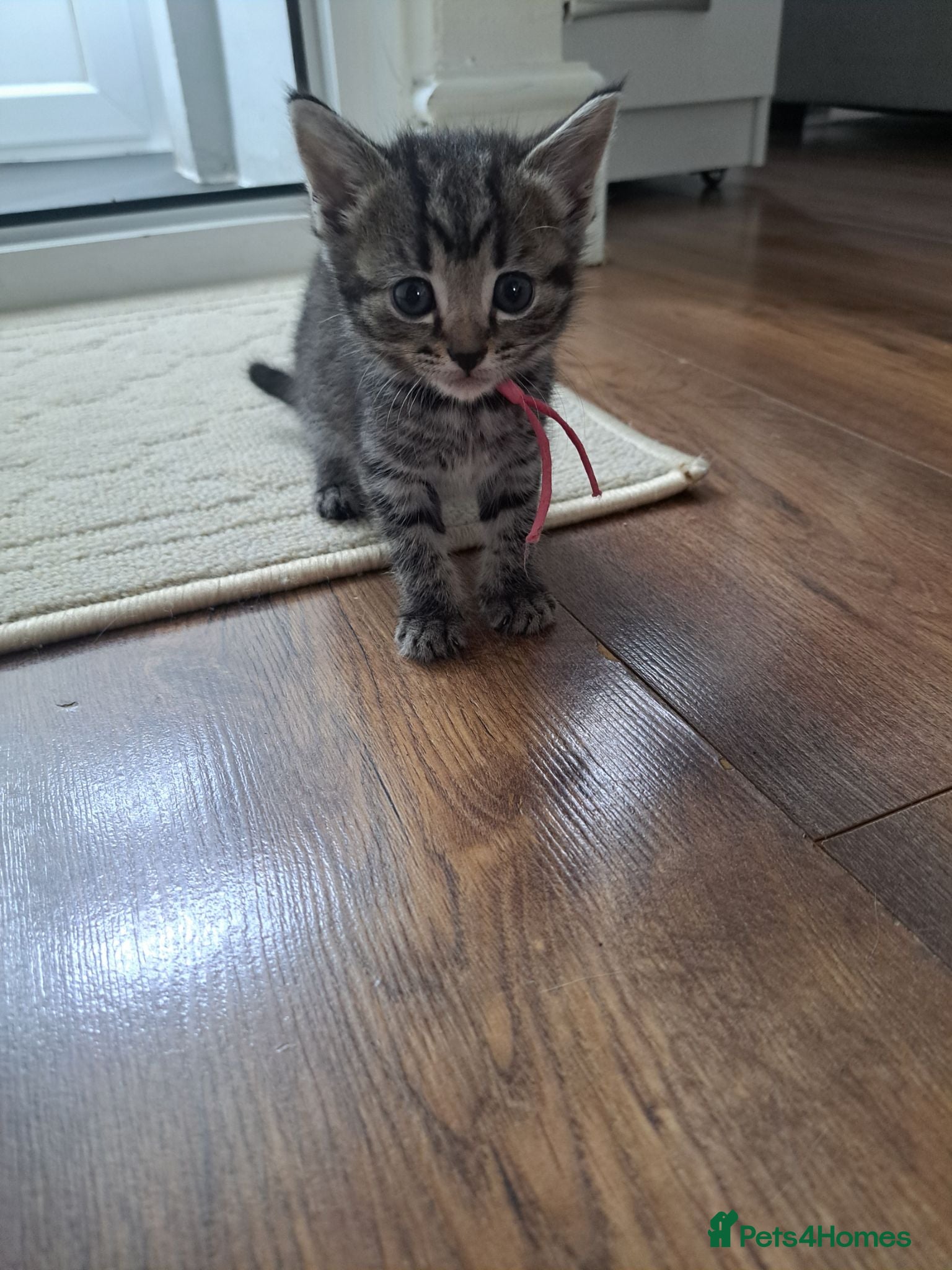 Mixed Breed cats Kittens 🥰 - Advert 13