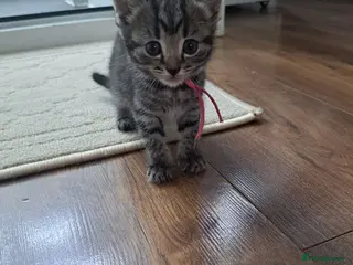 Mixed Breed cats Kittens 🥰 - Advert 13
