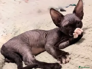 Sphynx cats Spynx kitten for sale - Advert 1