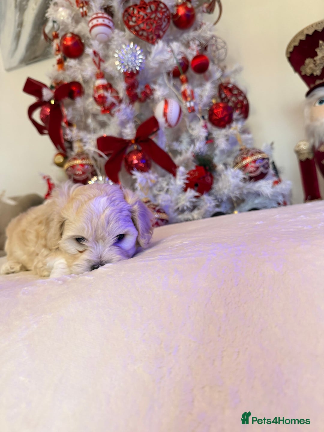 Mixed Breed dogs for sale: Malticavapoo - Advert 10