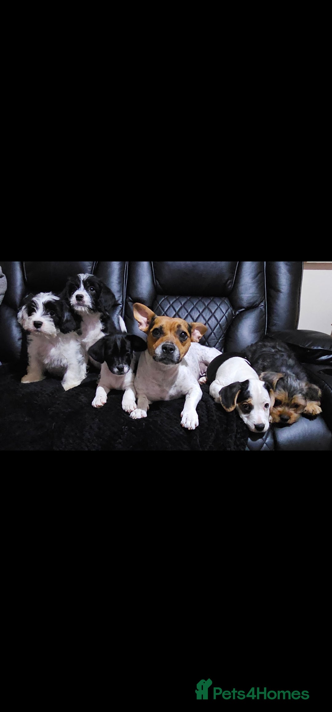 Mixed Breed dogs for sale: Mixed breed puppy. - Image 10