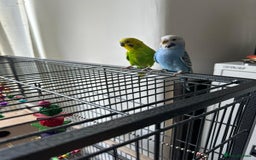 Budgerigars birds for sale: Male and Female - Image 4