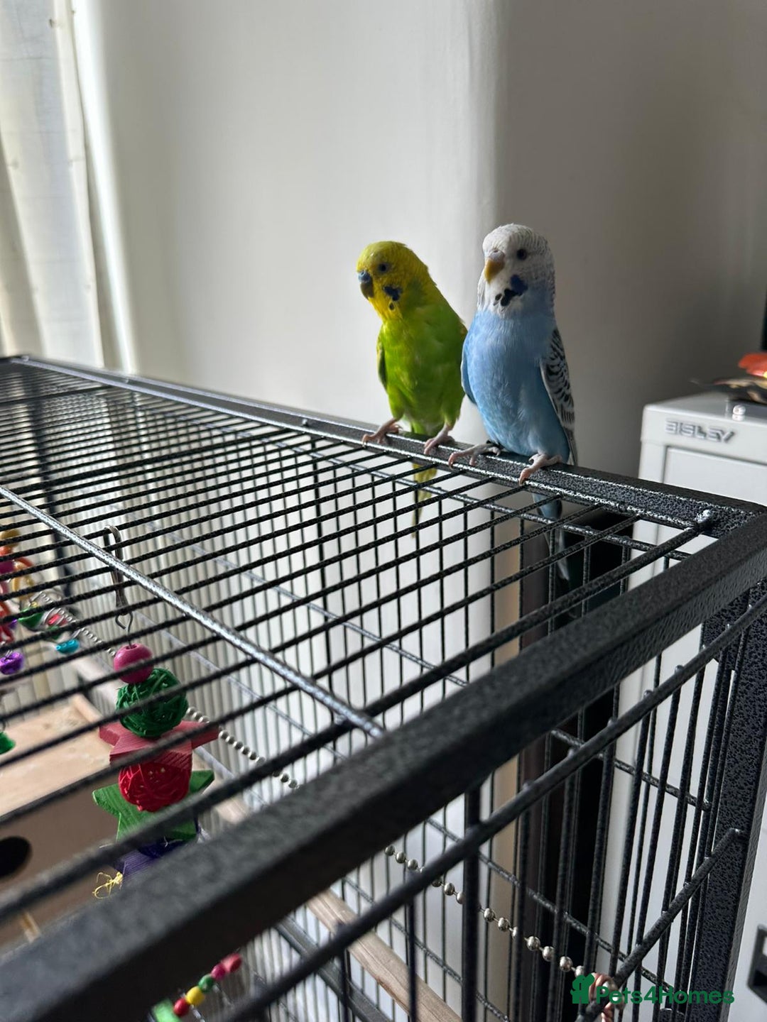 Budgerigars birds for sale: Male and Female - Image 4