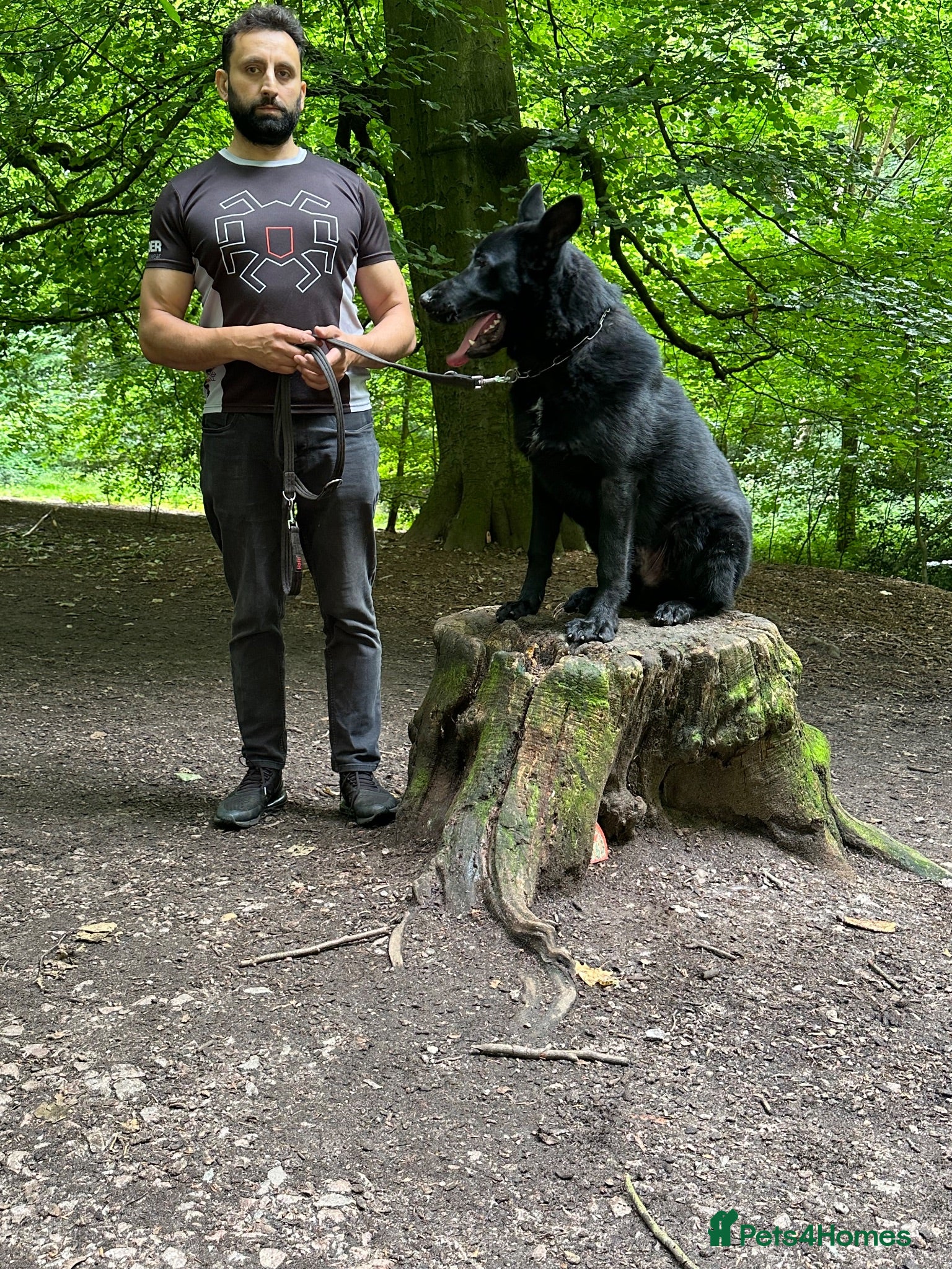 German Shepherd dogs TRAINED GERMAN SHEPARD  - Advert 2