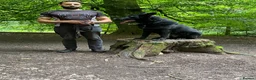 German Shepherd dogs for sale: TRAINED GERMAN SHEPARD  - Advert 2