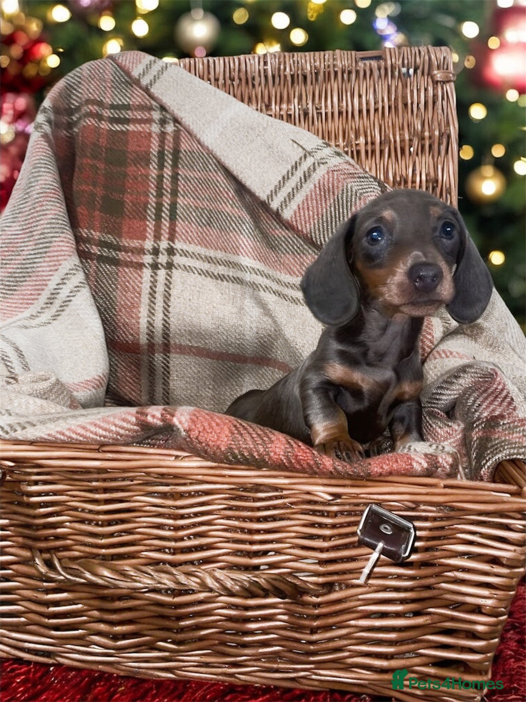 Miniature Dachshund dogs for sale: 3 beautiful miniature dachshund boys - Advert 12