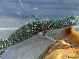 Monitor reptiles Blue Tree Monitor CB baby - Advert 2