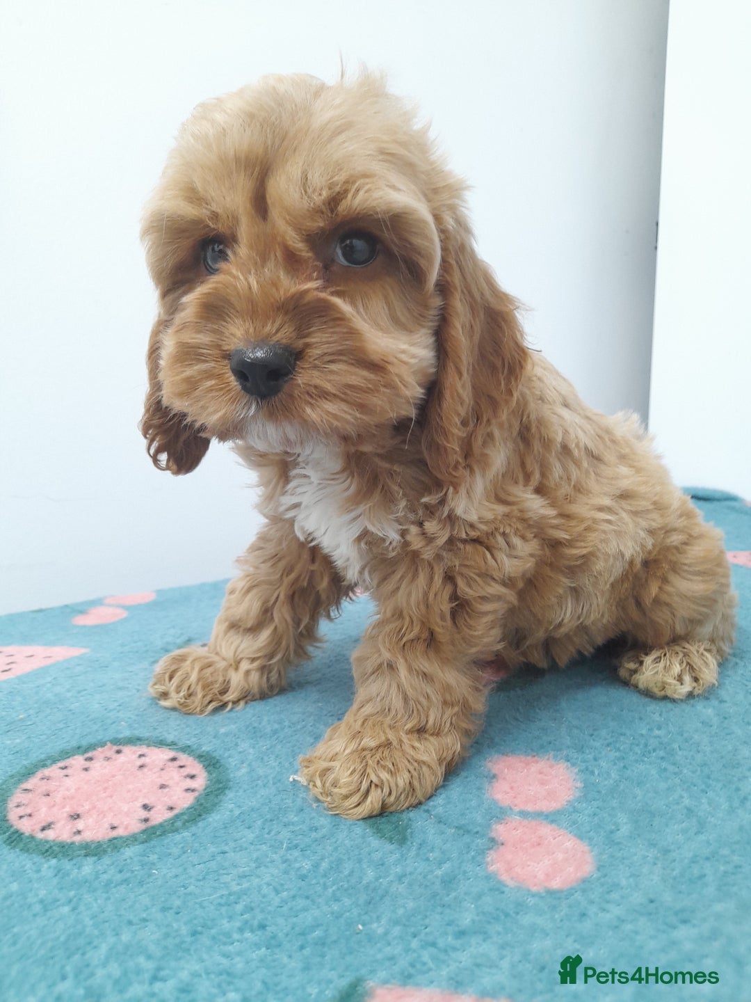 Cockapoo dogs for sale: Beautiful cockapoo puppies ready now - Advert 18