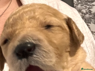 Labradoodle dogs - Advert 6