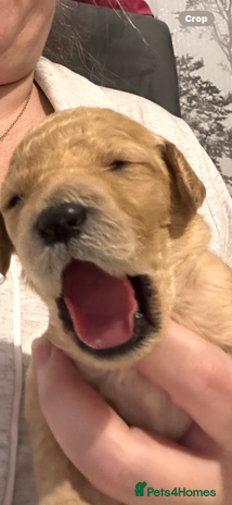 Labradoodle dogs - Advert 2