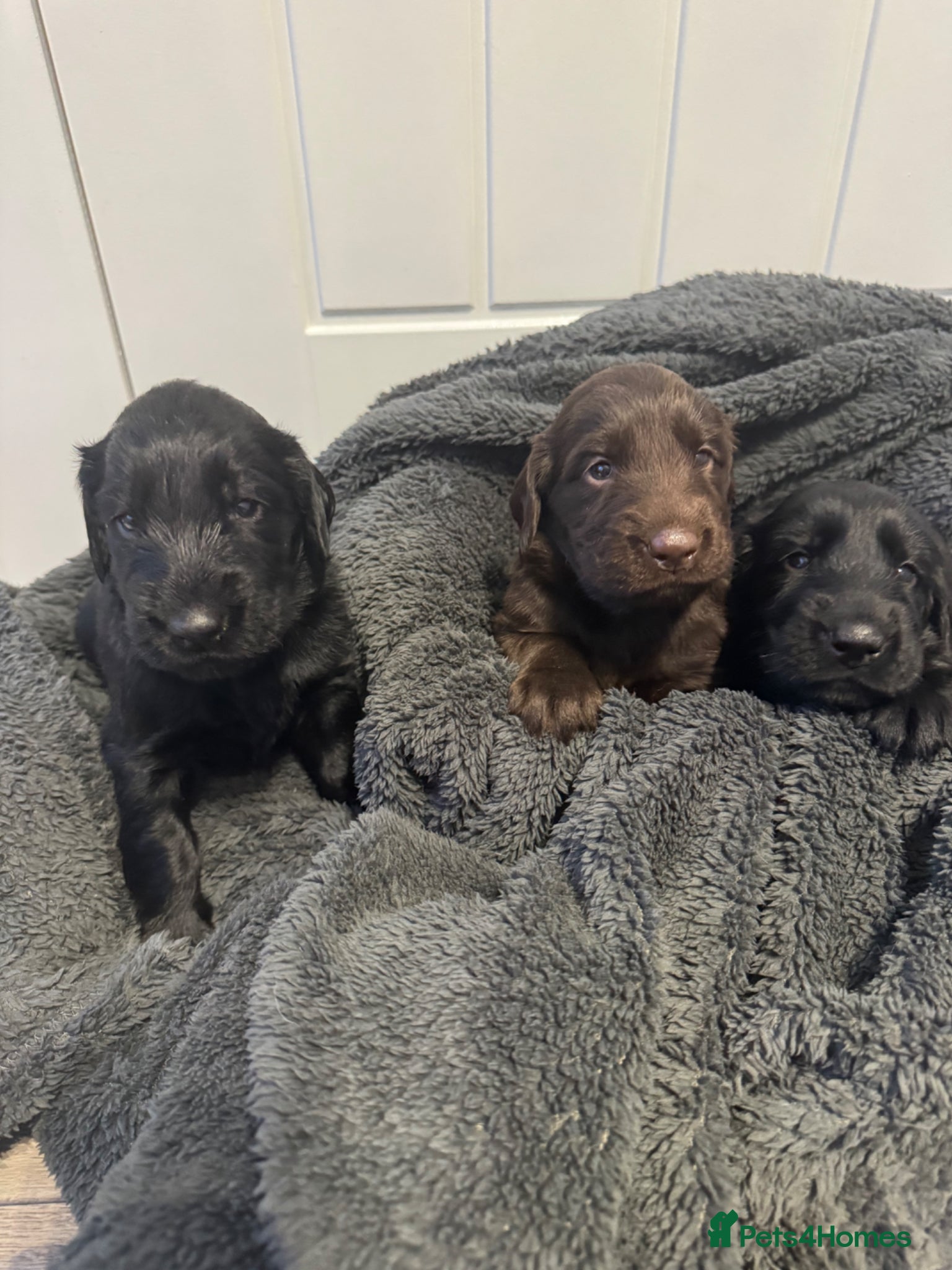 Flat coated Retriever dogs KC Registered Flat Coated Retriever Puppies 🐾 - Advert 1