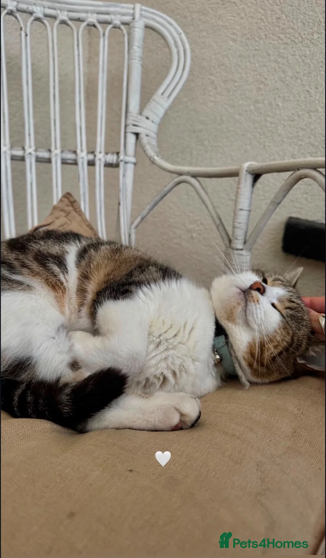British Shorthair cats for sale: Beautiful litter or British shorthair x kittens   - Advert 2