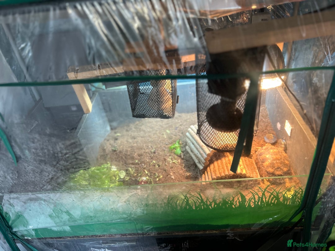 Tortoise reptiles for sale: Sulcata tortoises needs a new home - Image 2
