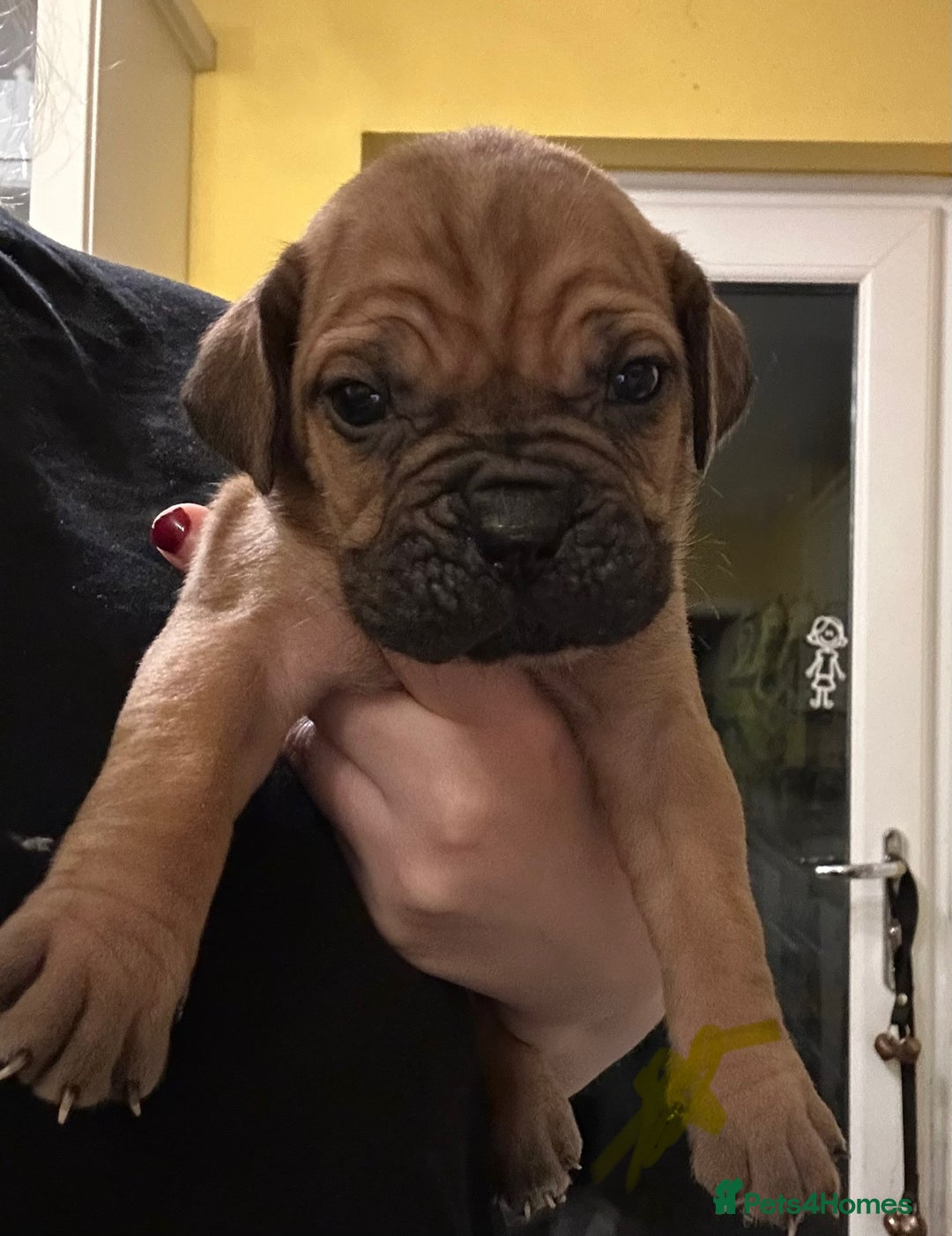 Cane Corso dogs for sale: Beautiful Cane Corso Puppies  - Advert 3