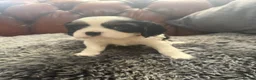 Cavalier King Charles Spaniel dogs for sale: King Charles cavalier puppies  - Advert 16