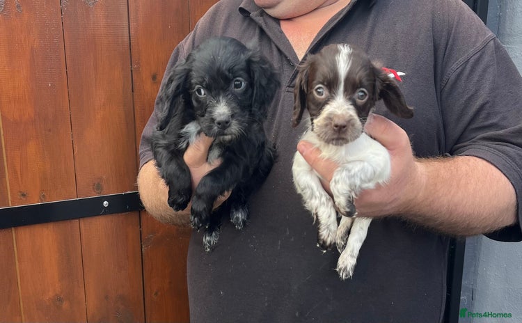 Cocker Spaniel dogs - Advert 6