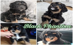Bernedoodle dogs for sale: ⭐⭐⭐⭐Licensed•Ethical•HomeBreeder - Image 20