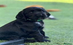 Cocker Spaniel dogs for sale: LAST BOY - Show Cocker Spaniel  in Newport - Image 15