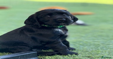 Cocker Spaniel dogs in Newport - Advert 4