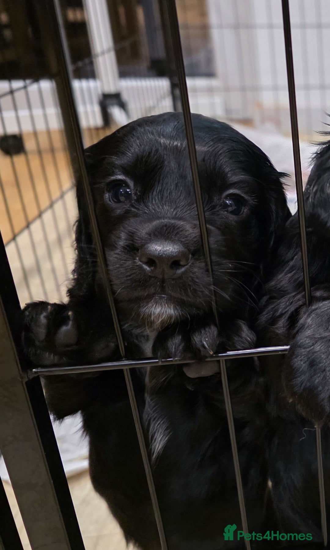 Cocker Spaniel dogs for sale: Exceptional Working Cocker Spaniel Pups - Advert 3