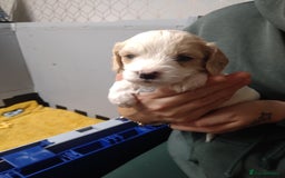 Mixed Breed dogs for sale: Beautiful female available ready to leave 1st nov - Image 17