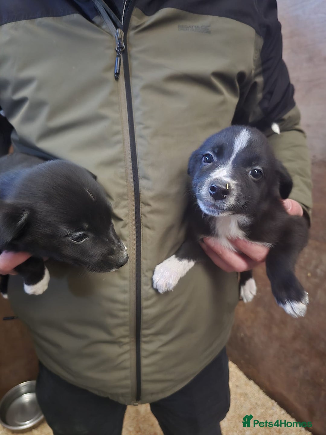 Mixed Breed dogs for sale: Collie whippet puppies  - Advert 5