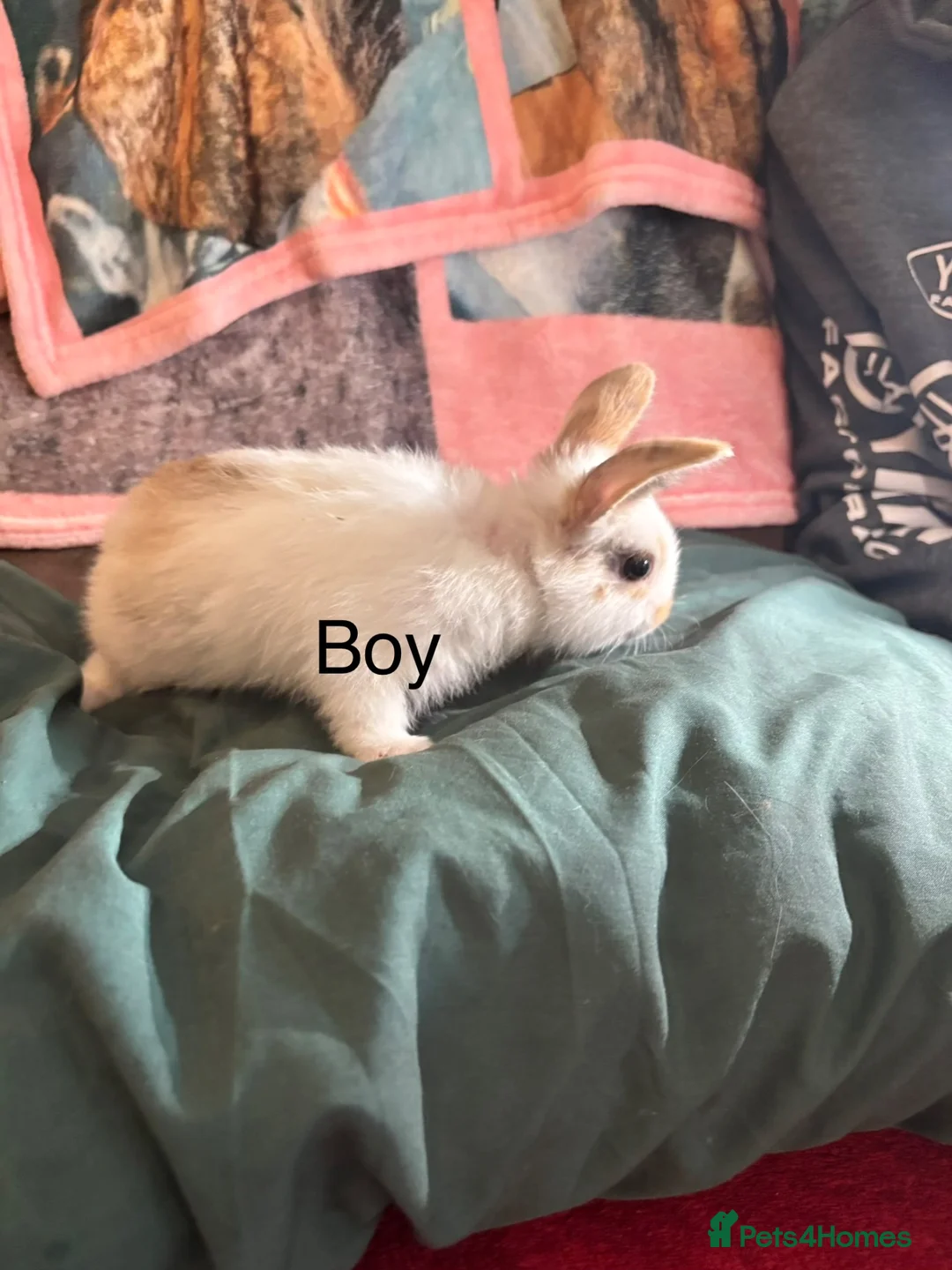 Mixed Breed rabbits for sale: Lop x mini Rex  in Brigg - Advert 7