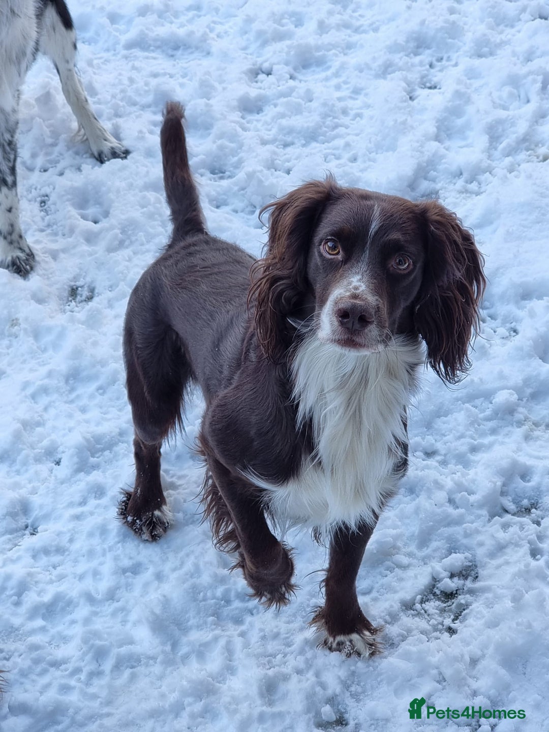 Sprocker dogs for sale: 4 LEFT Sprocker Spaniel Puppies EXCELLENT Breeding - Advert 9