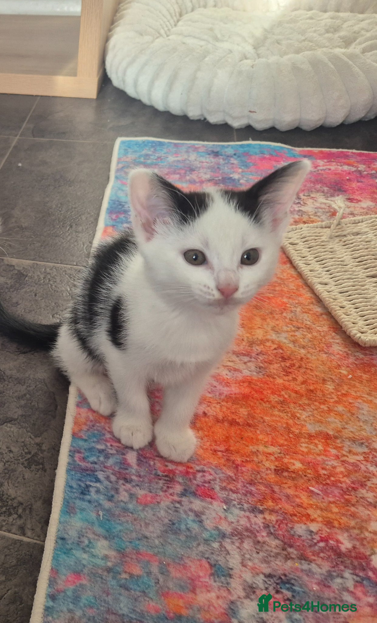 British Shorthair cats Tuxedo/Harlequin Kittens - READY - Advert 7