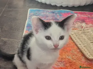 British Shorthair cats Tuxedo/Harlequin Kittens - READY - Advert 7