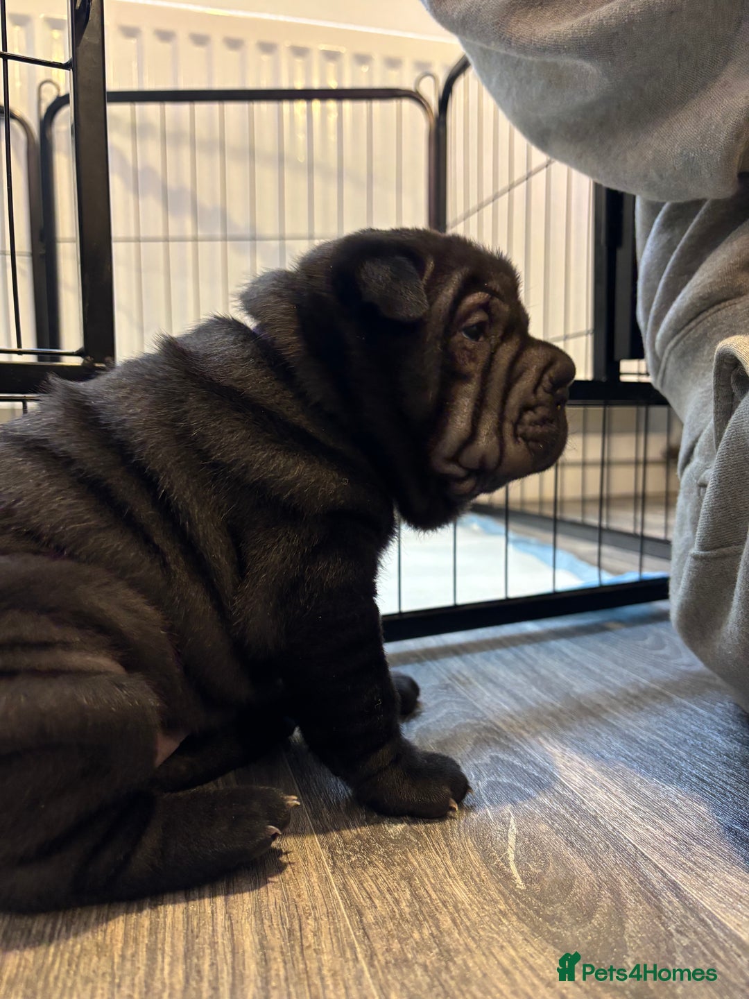 Shar Pei dogs for sale: Shar pei puppies - Advert 6