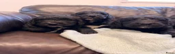 Saint Berdoodle dogs for sale: Saint berdoodle puppies  in Kilmarnock - Advert 18