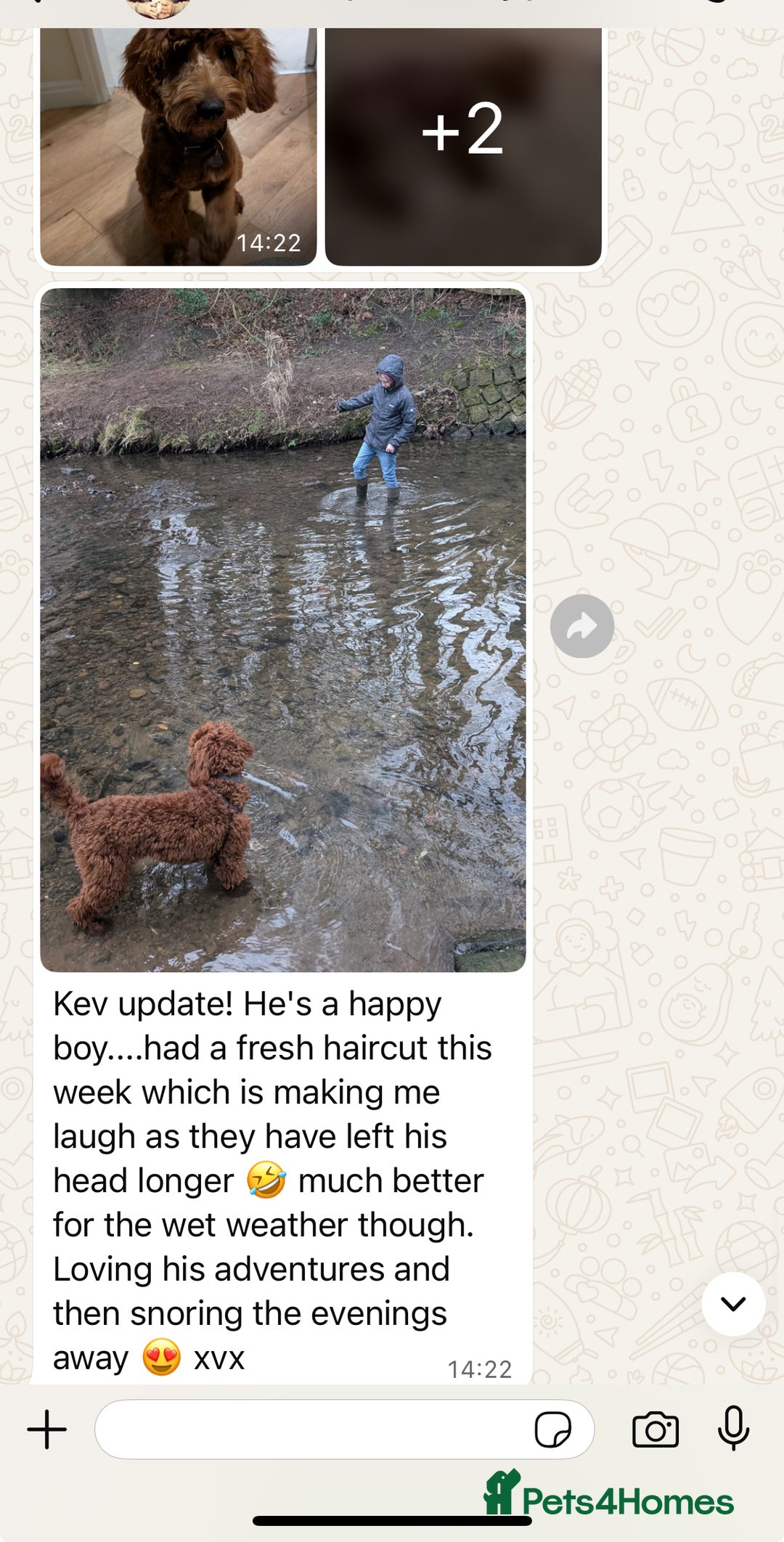Goldendoodle dogs for sale: multigenerational Australian Red double doodles  - Advert 31