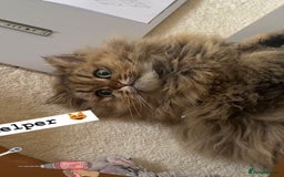 Persian cats for sale: GOLDEN PERSIAN BOY💎Looking for new home  - Image 9