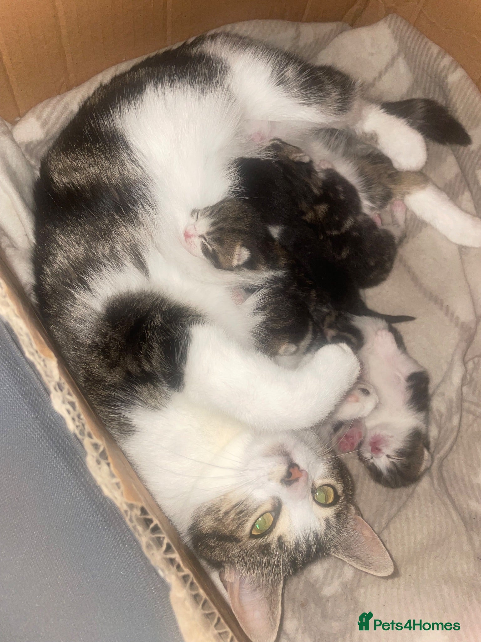 Mixed Breed cats 5 Beautiful Kittens Ready For their forever homes - Advert 4