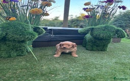 Mixed Breed dogs for sale:  Cockerainan   - Image 7