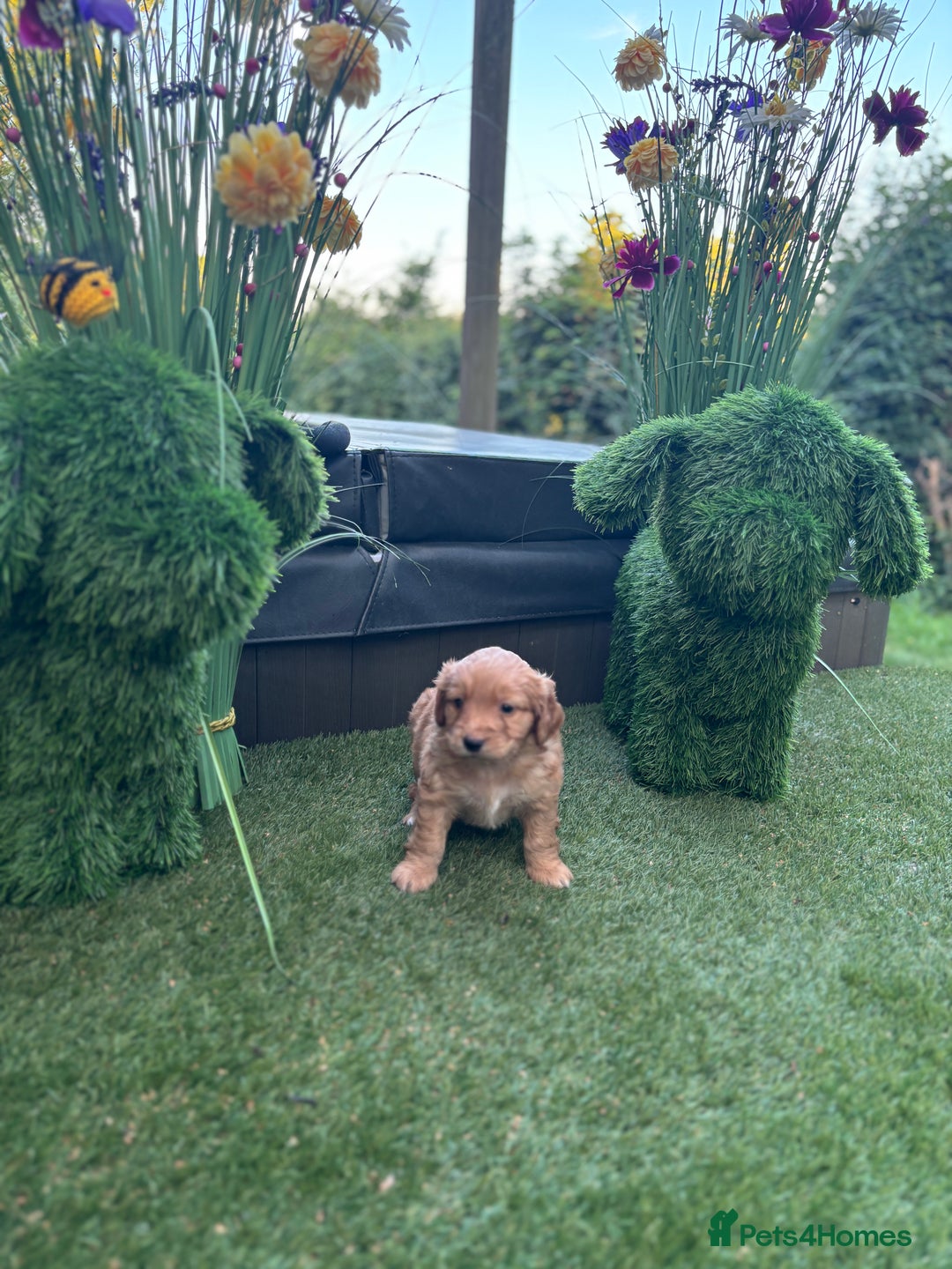Mixed Breed dogs for sale:  Cockerainan   - Image 7