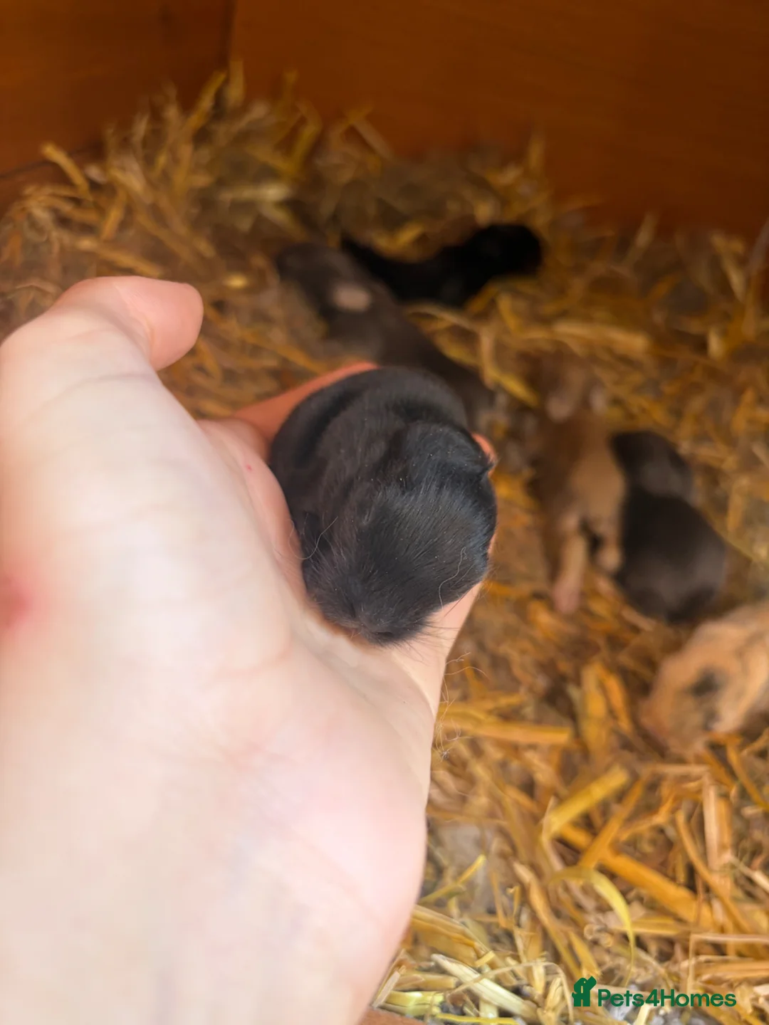 Mini Lion Lop rabbits for sale: Mini lion lops  - Advert 10