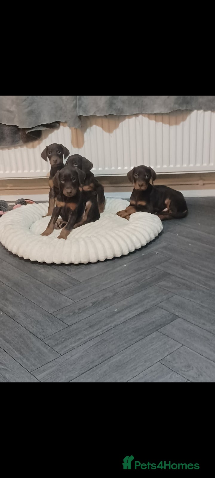 Dobermann dogs Beutifull doberman puppies  - Advert 1