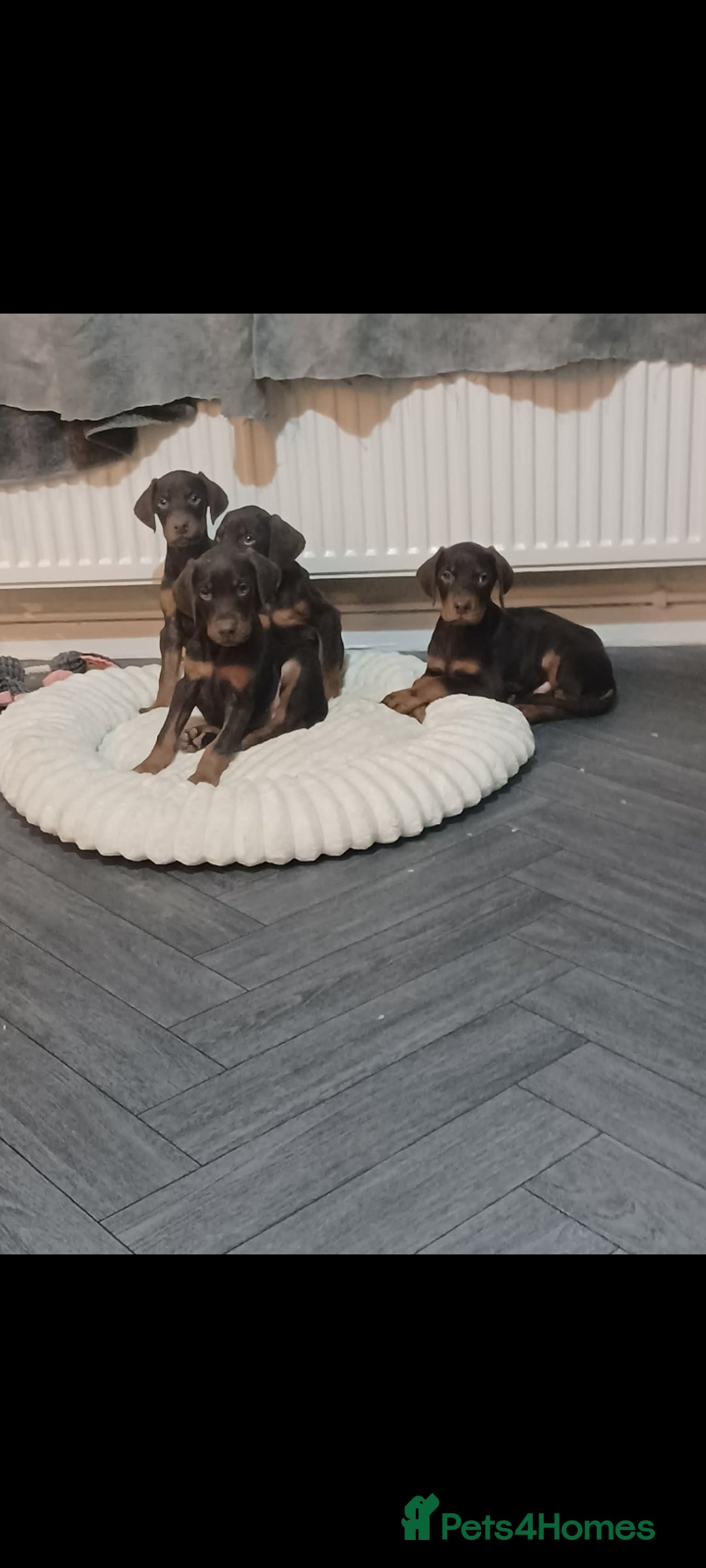 Dobermann dogs for sale: Beutifull doberman puppies  - Advert 1